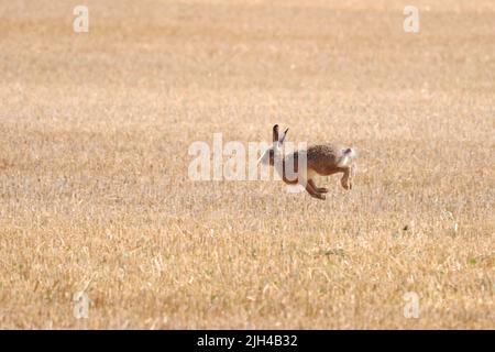 The hare runs across the field from danger. Stock Photo