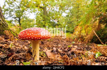 A wild mushroom growing in dense forest woodland. Often bright and beautiful but deadly to animals and humans that may touch or eat them. Stock Photo