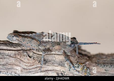 Eumigus is a genus of orthoptera in the family Pamphagidae Stock Photo