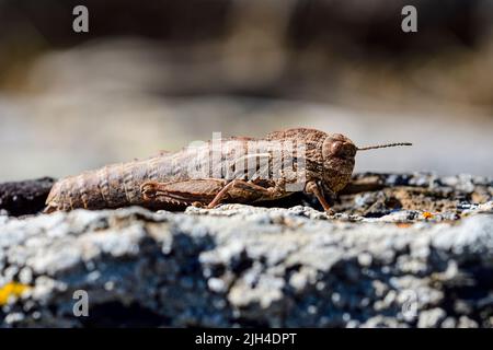 Eumigus monticola is a genus of Orthoptera in the family Pamphagidae Stock Photo