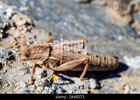 Eumigus monticola is a genus of Orthoptera in the family Pamphagidae Stock Photo