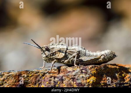 Eumigus is a genus of orthoptera in the family Pamphagidae Stock Photo