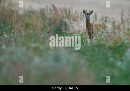 Mallnow, Germany. 13th July, 2022. In the late evening, a roebuck stands at the edge of a path and looks curiously into the camera. It is not until dusk that many wild animals are out and about in the fields and meadows, looking for food undisturbed. Credit: Patrick Pleul/dpa/Alamy Live News Stock Photo