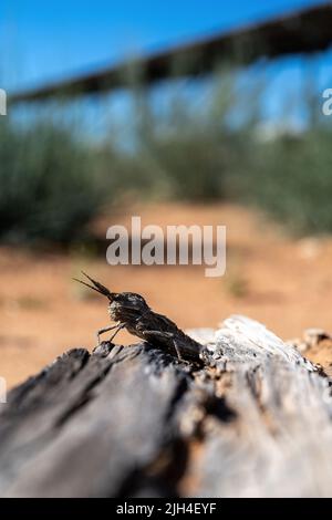 A stone locust sits on a log in Namibia Stock Photo