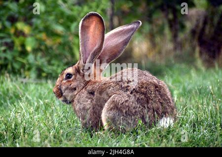 Close-up shot of long eared brown rabbit sitting in green grass Stock Photo