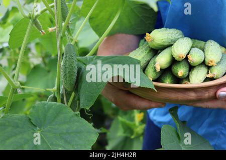 Farmer woman holding fresh cucumbers in her hands. Woman harvesting cucumbers in a greenhouse Stock Photo