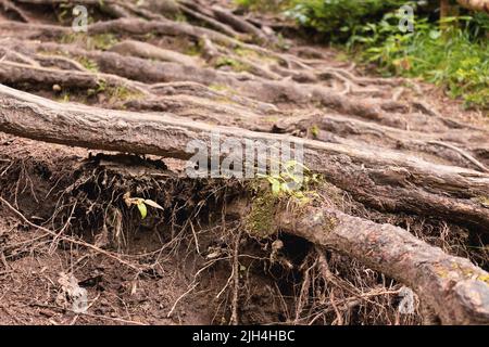 Low angle view of tree roots. Concept of peace, nature. Copy space. Stock Photo