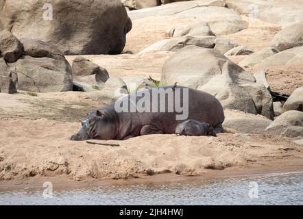 A young calf rests next to its protective mother. Female Hippos are notorious in their aggression protecting their offspring