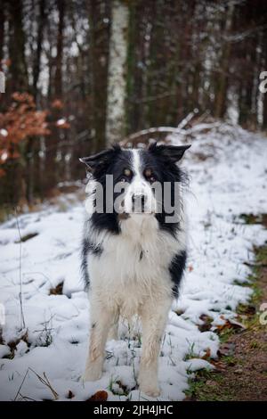 Cute Border Collie in front of a snowy forest Stock Photo