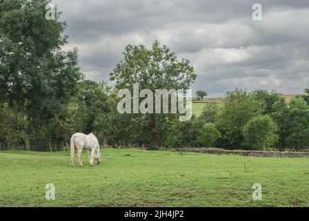 White horse grazing in a field under overcast summer skies, near Helidon, Northamptonshire, UK Stock Photo