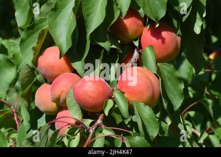 Bunches of ripe apricot fruits amongst green foliage in summer Stock Photo