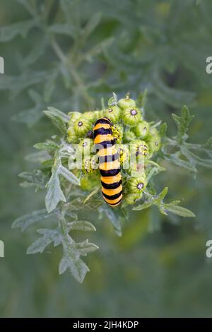 The yellow and black caterpillar of the Cinnabar Moth, (Tyria jacobaeae), feeding on the leaves of a Ragwort plant Stock Photo