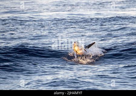 Striped dolphins jumping outside the sea in Mediterranean at sunset Stock Photo