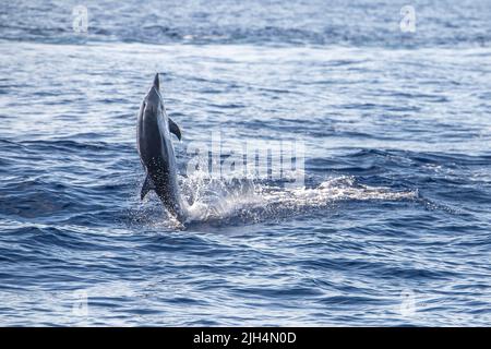 Striped dolphins jumping outside the sea in Mediterranean in front of Genoa, Italy Stock Photo