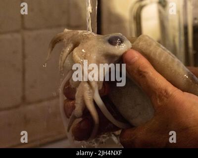 cleaning a raw adriatic cuttlefish at home in Numana, Marche, Italy Stock Photo
