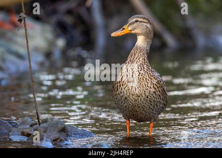 mallard (Anas platyrhynchos), female standing in shallow water, Germany, Baden-Wuerttemberg Stock Photo