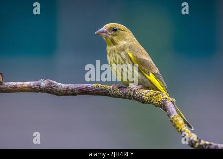 western greenfinch (Carduelis chloris, Chloris chloris), juvenile perched on a branch, Germany, Baden-Wuerttemberg Stock Photo