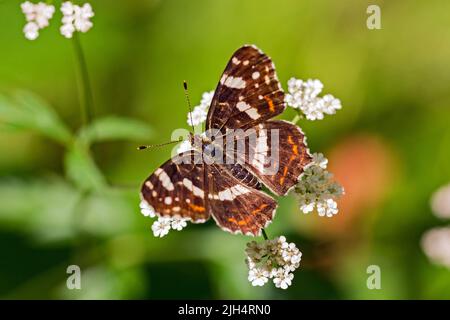 map butterfly (Araschnia levana), sits on white flowers, summer generation, Germany Stock Photo