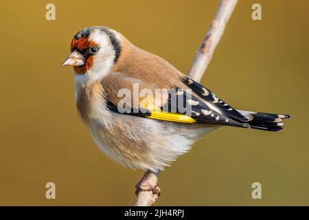 Eurasian goldfinch (Carduelis carduelis), perched on a branch, Portugal, Algarve Stock Photo