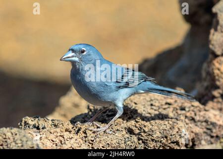 blue chaffinch (Fringilla teydea), male perching on lava stone, side view, Canary Islands, Tenerife Stock Photo
