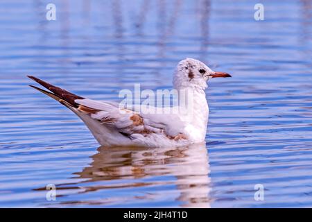 black-headed gull (Larus ridibundus, Chroicocephalus ridibundus), juvenile swimming on water surface, Germany Stock Photo