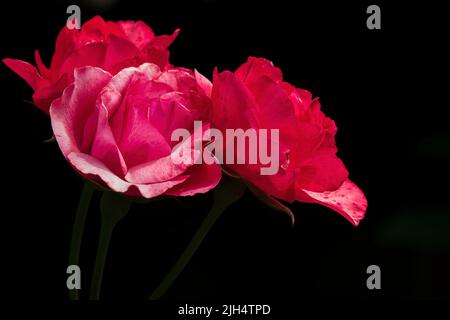 Three red roses on the dark background. Beautiful flower bouquet Stock Photo