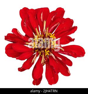 Exotic red flower isolated on white. Flower design element Stock Photo