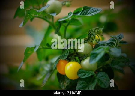 coctail tomatos growing in pot on balcony Stock Photo