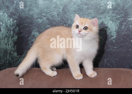 British shorthair kitten of golden color on white background and green leaves. Cute red chinchilla kitten. Pets at cozy home. Top down view web banner Stock Photo