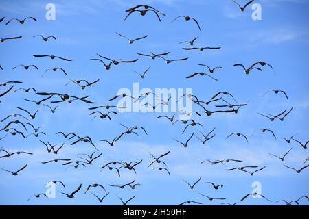 Big group of seagull birds flying against blue sky Stock Photo
