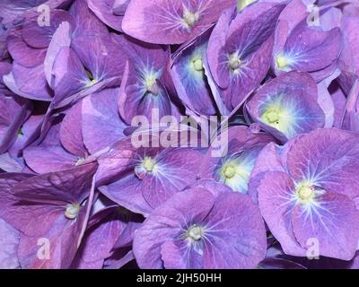 Closeup on purple and blue mophead flower Hydrangea macrophylla Stock Photo