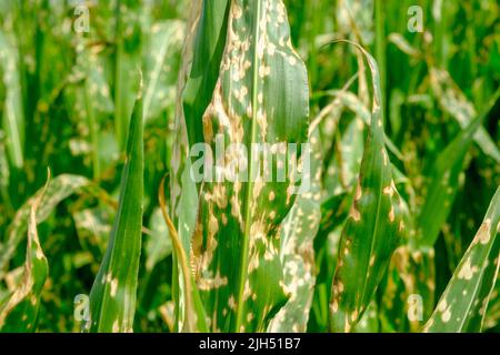 Closeup corn leaves wilting and dead after wrong applying herbicide in cornfield Stock Photo