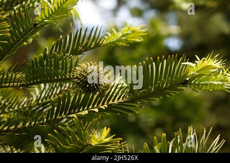 Female fruit cone. Discovered in 1994. Wollemia nobilis - Wollemi Pine. Discovered in Blue Mountains, New South Wales, Australia. Stock Photo