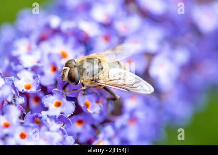 Close up of a western or european honey bee, Apis mellifera, feeding nector on a purple Buddleia, Buddleja sp, in a Belgian garden. High quality photo Stock Photo