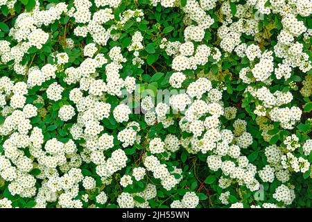 Green white delicate fresh flower carpet as background Stock Photo