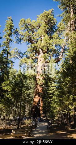 Grizzly Giant Sequoia tree Stock Photo