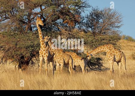 Giraffes (Giraffa camelopardalis) feeding on a thorn tree, Kalahari desert, South Africa Stock Photo