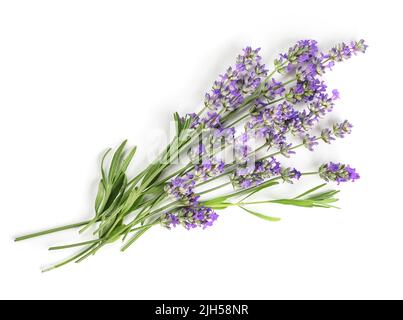 Fresh Lavender flowers bundle on a white Stock Photo