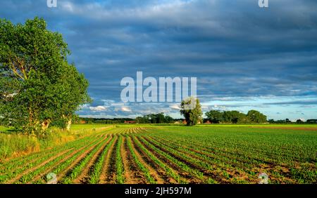 Dark clouds over a field with young Corn plants (Zea mays) in West Flanders, Belgium Stock Photo