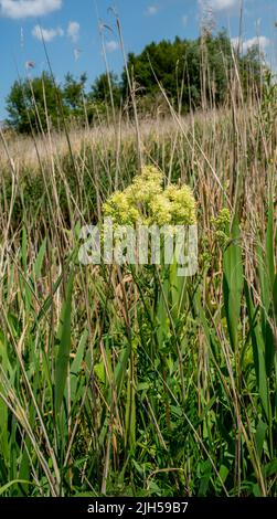 Close up of Common Meadow-rue aka Yellow Meadow-rue (Thalictrum flavum) Stock Photo