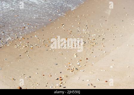 Shells spread on a seashore. Summer beach background. Coast of the sea ...