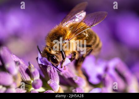 Honey bee on lavender Stock Photo