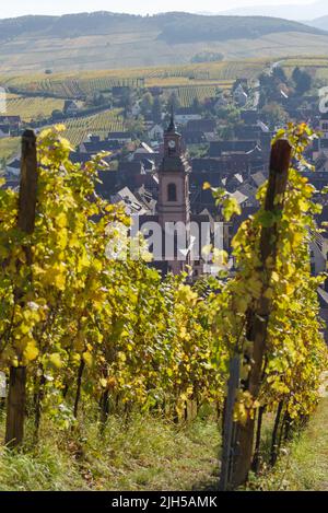 Autumnal landscape of vines and hills in Langhe Stock Photo - Alamy