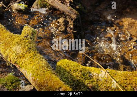 Close up of a wild stream that flows through the barrier. Small natural waterfall in a forest. Stock Photo