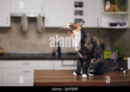Hungry tabby cat sitting on table and yawns while waiting for feeding at home kitchen. Stock Photo