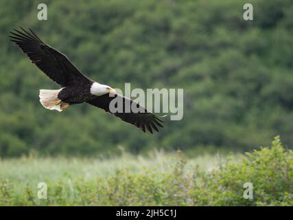 Bald eagle in flight in McNeil River State Game Sanctuary and Refuge in Alaska Stock Photo