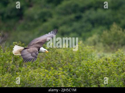 Bald eagle in flight in McNeil River State Game Sanctuary and Refuge in Alaska Stock Photo