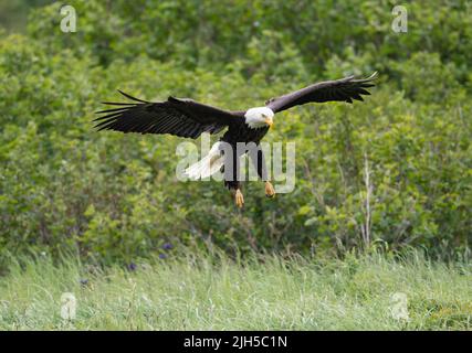 Bald eagle in flight in McNeil River State Game Sanctuary and Refuge in Alaska Stock Photo