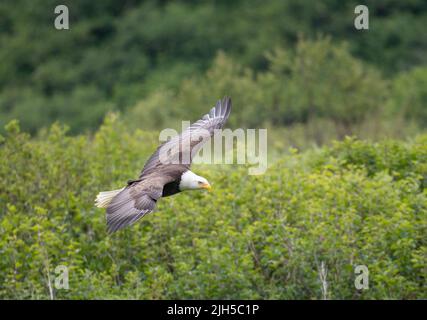 Bald eagle in flight in McNeil River State Game Sanctuary and Refuge in Alaska Stock Photo