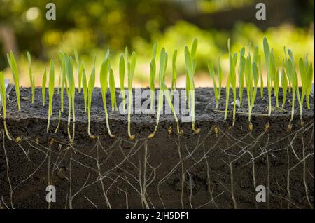 Young shoots of barley with roots blurred background Stock Photo - Alamy